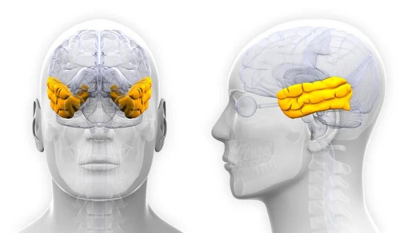 Anatomía del cerebro del lóbulo temporal masculino - aislado en blanco — Foto de Stock