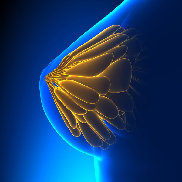Female Breast Anatomy Side - blue background