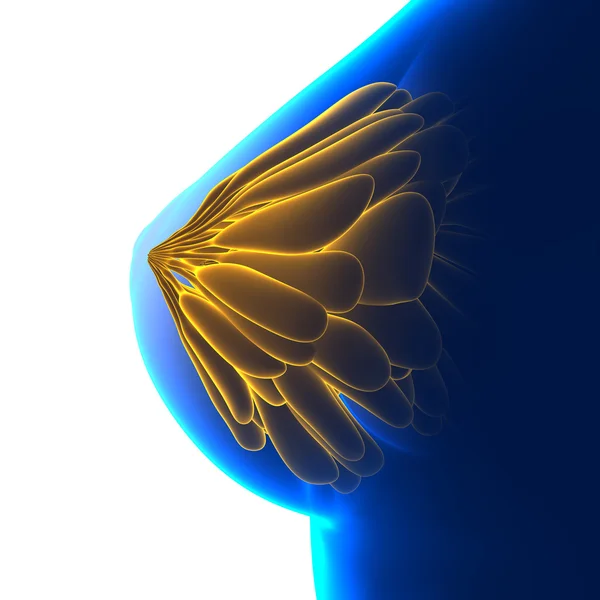 Weibliche Brust Anatomie Seite - weißer Hintergrund — Stockfoto