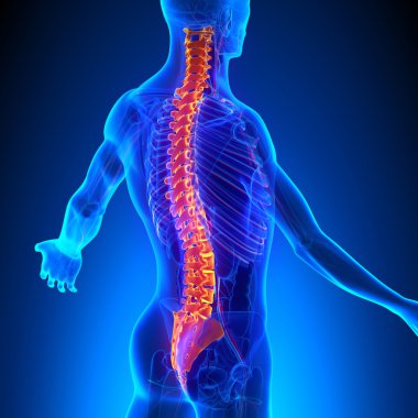 Ciculatory sistemi ile omurga anatomisi