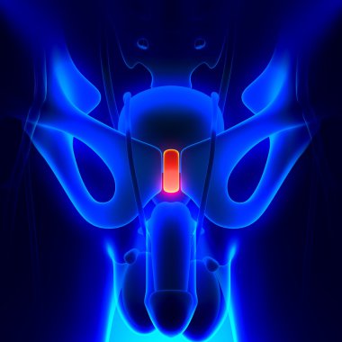 Kasık Symphysis anatomisi