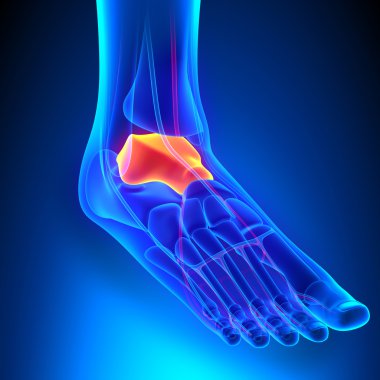 Talus kemiği anatomisi dolaşım sistemi ile