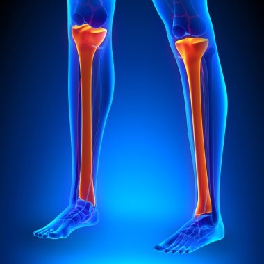 Tibia anatomi kemikleri Ciculatory sistemi ile