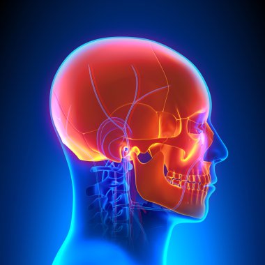 Dolaşım sistemi ile kafatası anatomisi