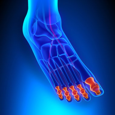 Parmak kemiği anatomisi kemikleri Ciculatory sistemi ile