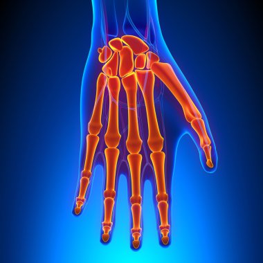 Dolaşım sistemi ile Palm anatomisi