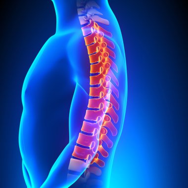 Torasik omurga anatomisi ağrı kavramı
