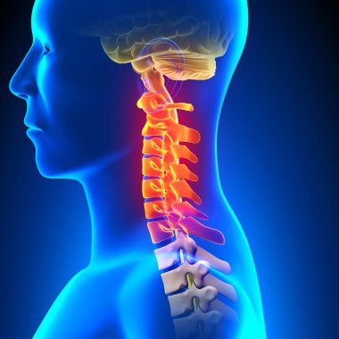 Cervical Spine Anatomy Pain concept clipart