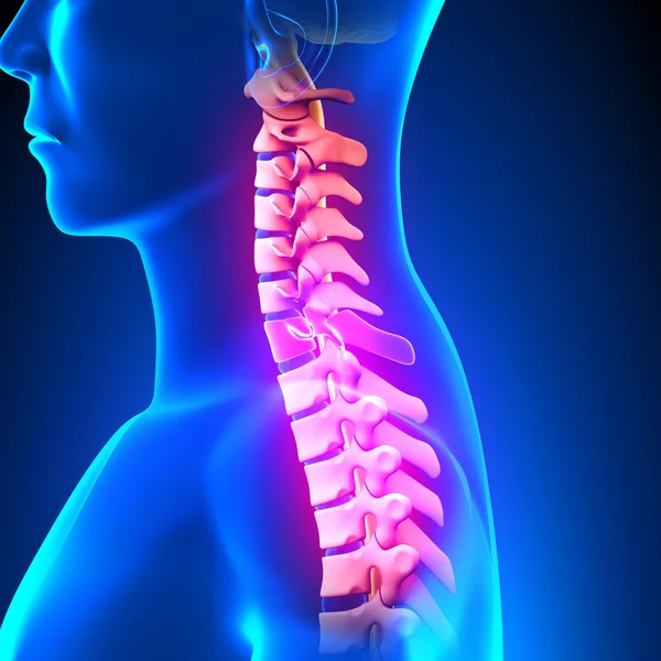 Disco C7 - Columna cervical — Foto de Stock