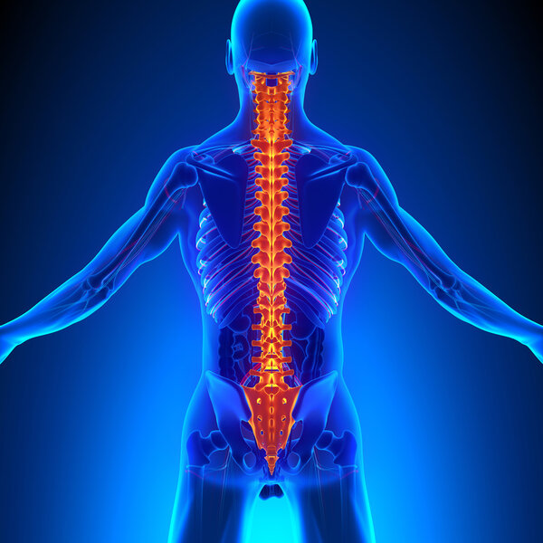 Анатомия позвоночника с цикуляторной системой
