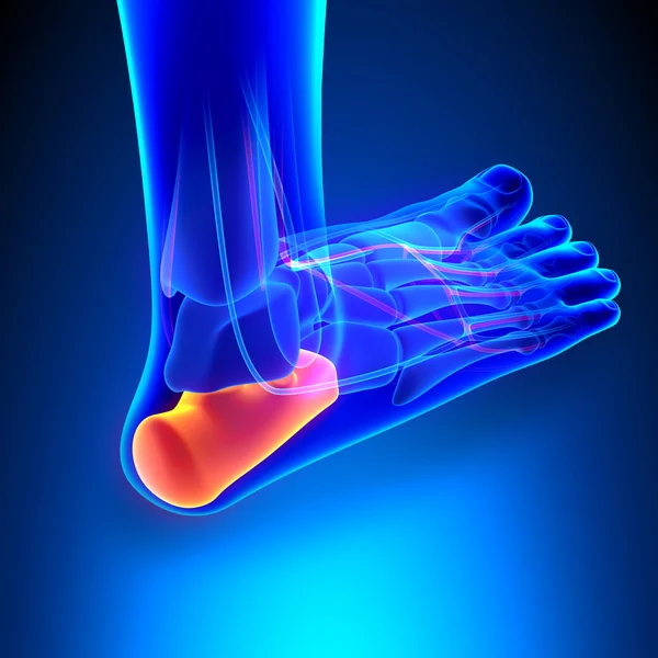 Calcaneus kemik anatomi Ciculatory sistemi ile — Stok fotoğraf