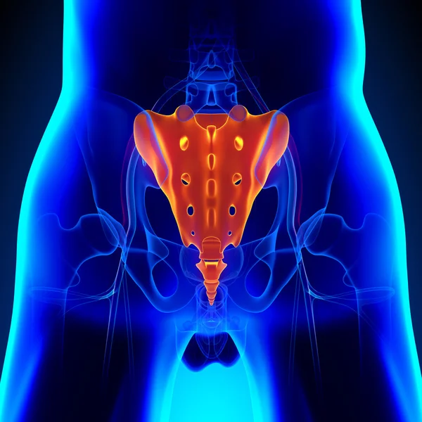 Sacrum anatomii kości ogonowej z systemem Ciculatory — Zdjęcie stockowe