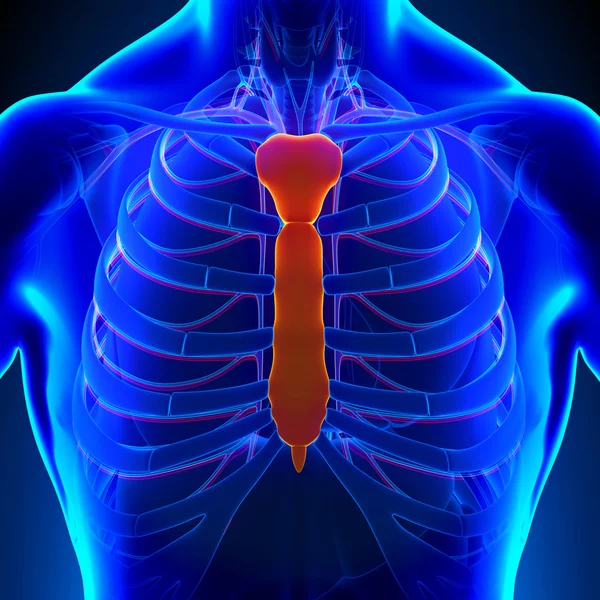 Sternum kemik anatomi Ciculatory sistemi ile — Stok fotoğraf