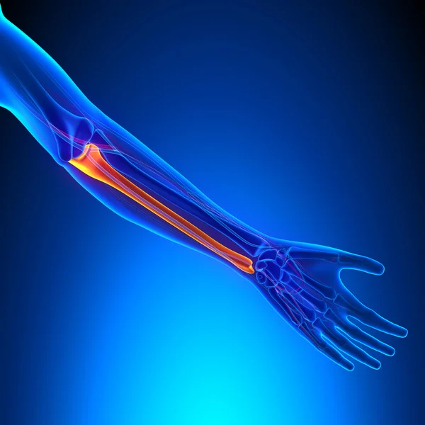 Ulna ben anatomi med Ciculatory System — Stockfoto