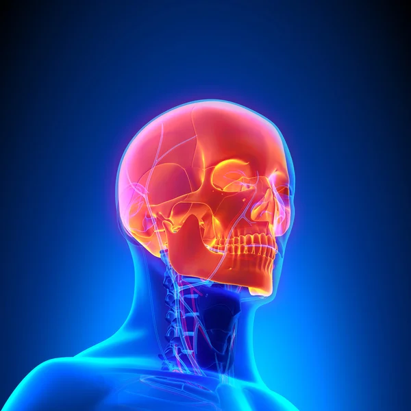 Anatomía del cráneo con sistema circulatorio — Foto de Stock