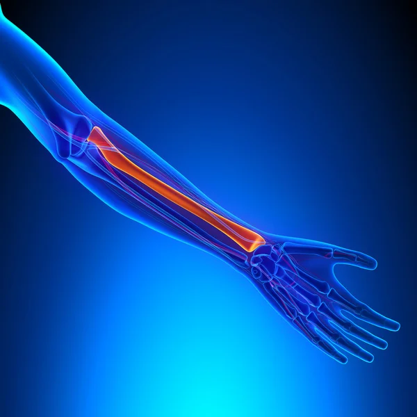 Radius Anatomy Bone with Ciculatory System — Stock Photo, Image