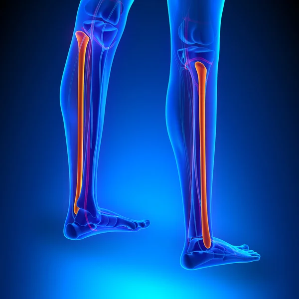 Anatomía ósea de Fibula con sistema circulatorio — Foto de Stock