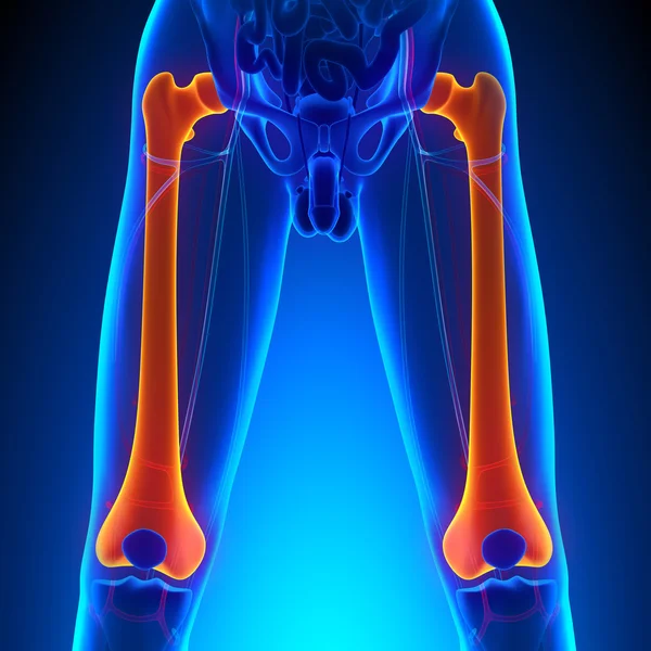 Anatomía ósea de fémur con sistema circulatorio — Foto de Stock