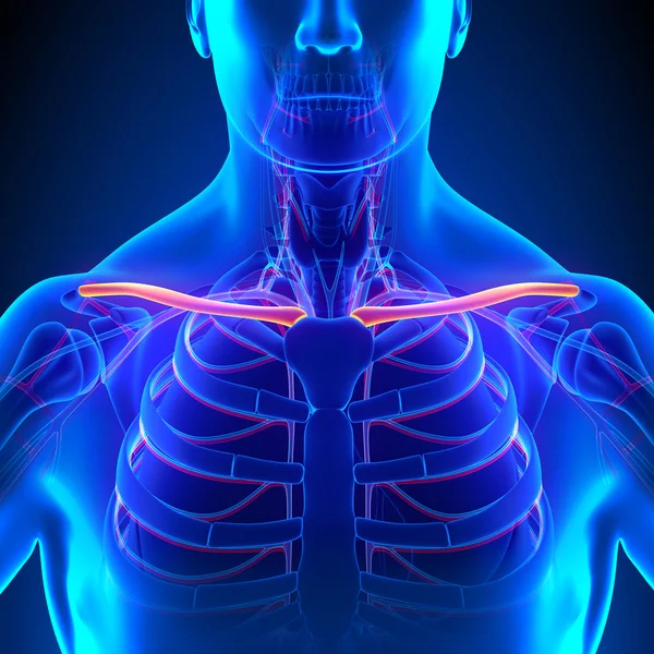 Anatomía ósea de clavícula con sistema circulatorio —  Fotos de Stock