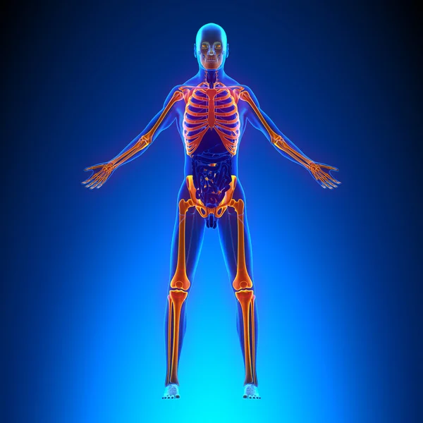 Skeleton anatomie pijn concept - met Ciculatory systeem — Stockfoto