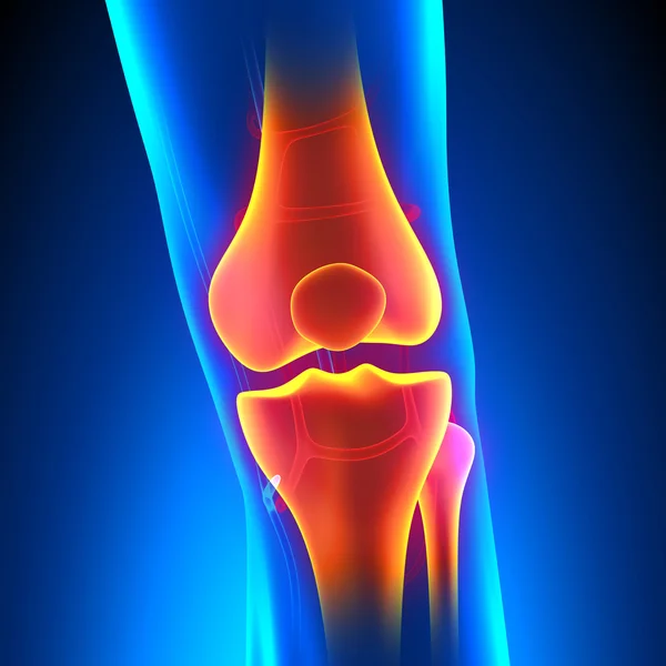 Концепция анатомии коленного сустава с системой кровообращения — стоковое фото