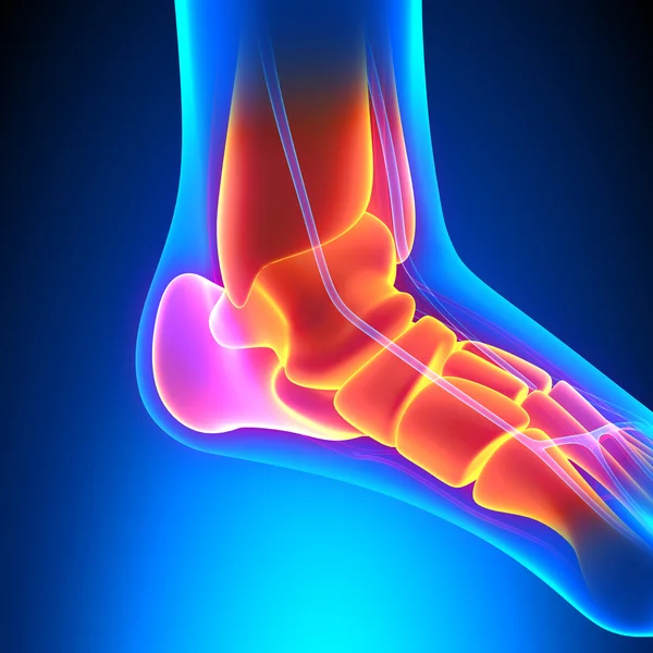 Anatomia dos ossos do tornozelo - Conceito de dor — Fotografia de Stock