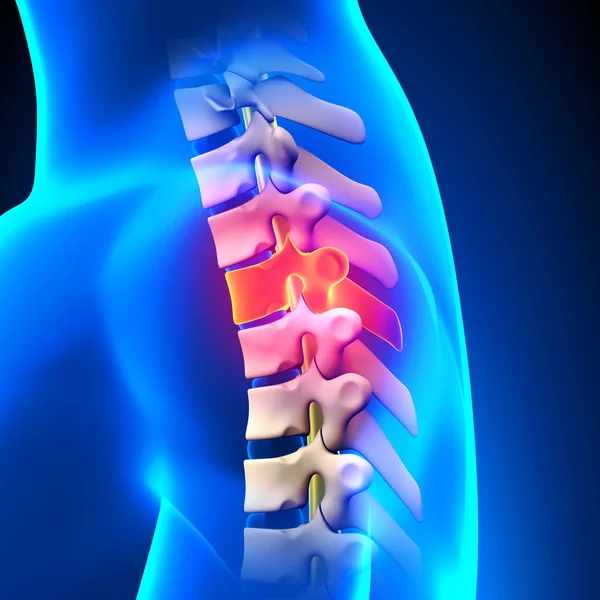 T3 Disc - Thoracic Spine Anatomy — Stock Photo, Image