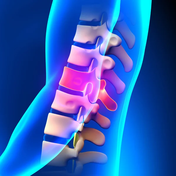 Disco T11 Anatomía de la columna vertebral torácica — Foto de Stock