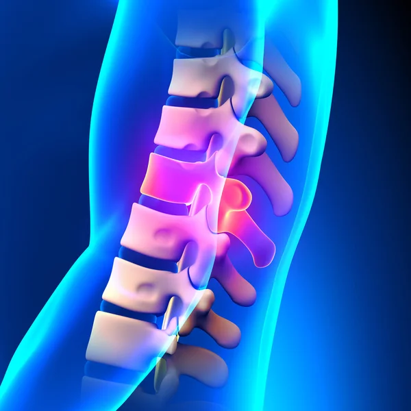 Disco T10 Anatomía de la columna vertebral torácica — Foto de Stock