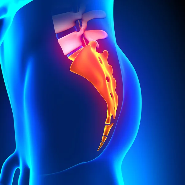 Sacrum Coccyx Anatomia Óssea — Fotografia de Stock