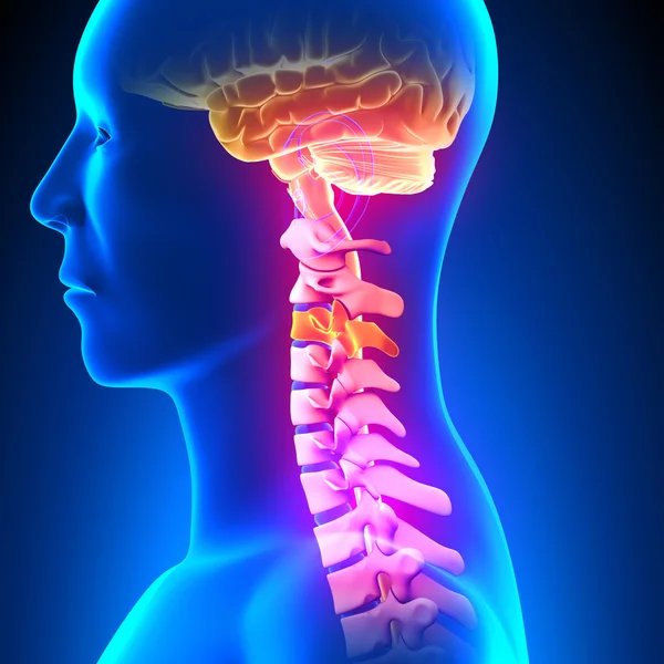 C3 ディスク - 頚椎 — ストック写真