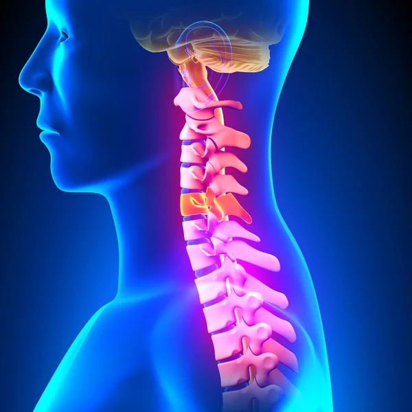 C5 Disc - Cervical Spine — Stock Photo, Image