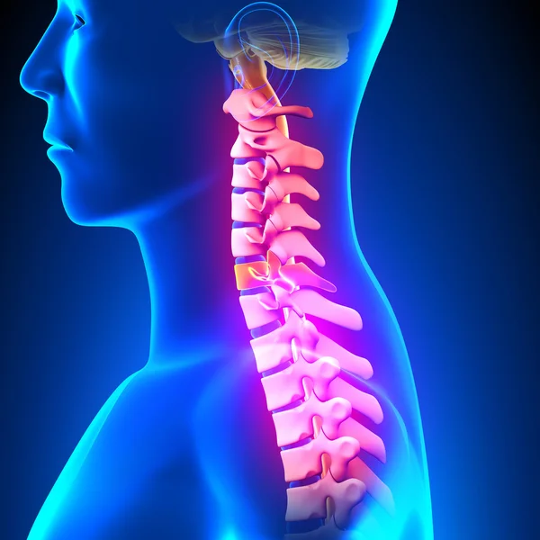 Disco C6 - Columna cervical — Foto de Stock