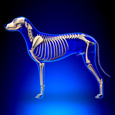 Dog Skeleton - Canis Lupus Familiaris Anatomy - side view clipart