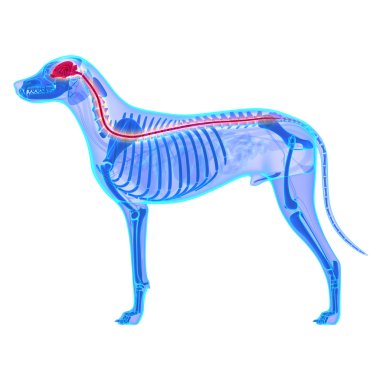 Köpek sinir sistemi - Canis Lupus Familiaris anatomi - izole o