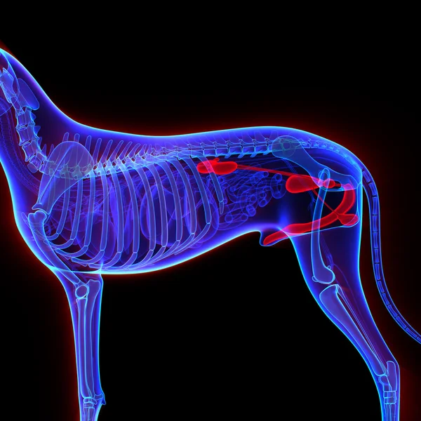 Sistema urogenital canino - Canis Lupus Familiaris Anatomía - aislar — Foto de Stock