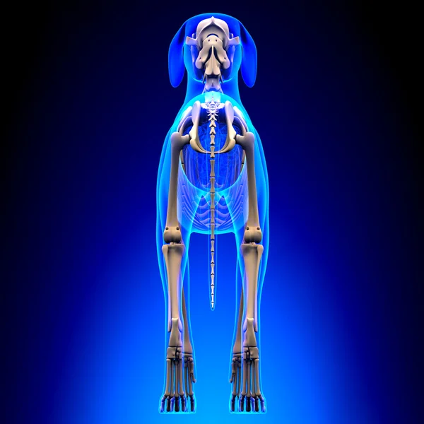 Squelette de chien - Canis Lupus Familiaris Anatomie - vue arrière — Photo