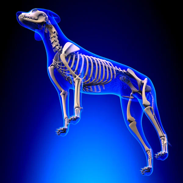 Esqueleto de perro - Canis Lupus Familiaris Anatomía - perspectiva ver — Foto de Stock