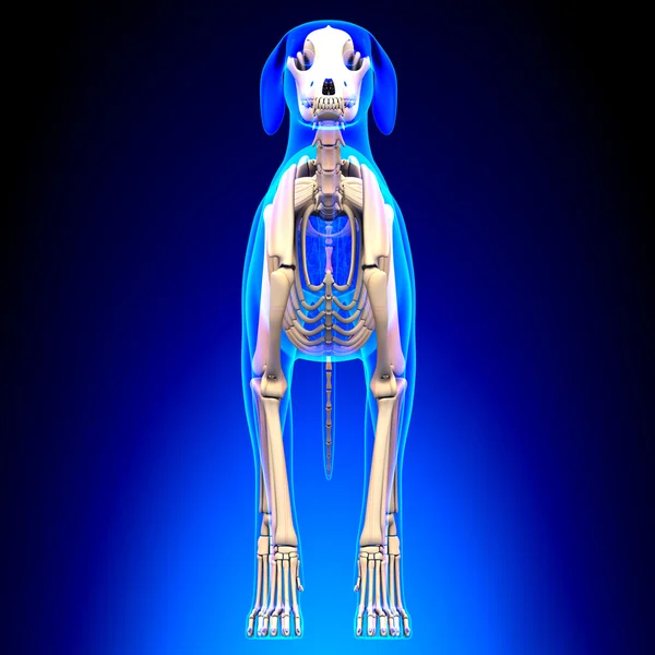 Dog Skeleton - Canis Lupus Familiaris Anatomy - front view — Stock Photo, Image