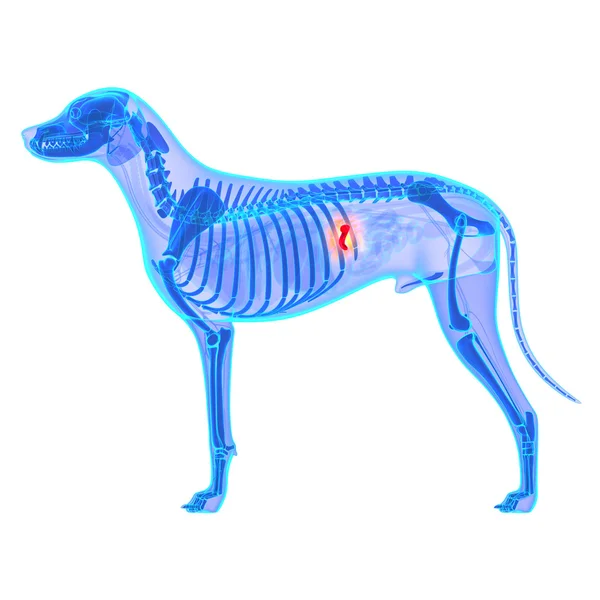 Anatomía de la vesícula biliar del perro - Canis Lupus Familiaris Anatomía - isola — Foto de Stock