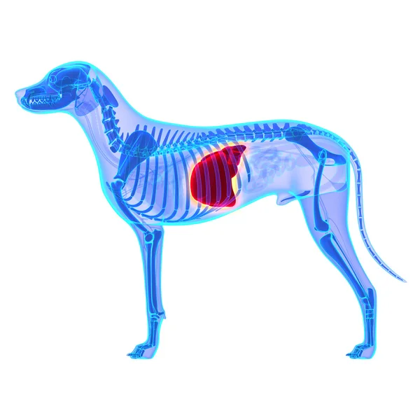 Köpek karaciğer - Canis Lupus Familiaris anatomi - beyaz izole — Stok fotoğraf