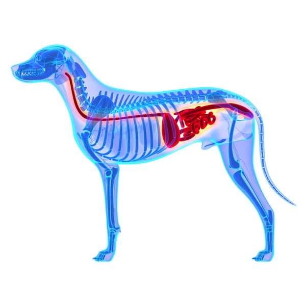 Köpek sindirim sistemi - Canis Lupus Familiaris anatomi - izole