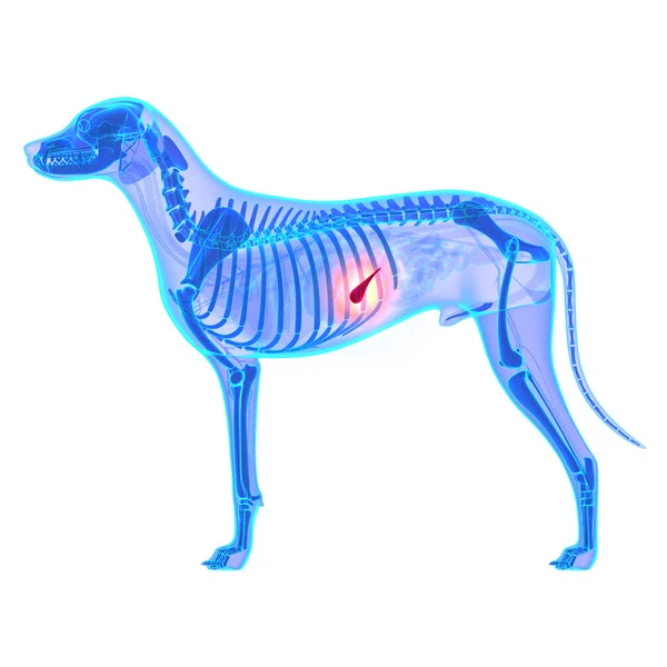 Cane Pancreas - Canis Lupus Familiaris Anatomy - isolato su whit — Foto Stock