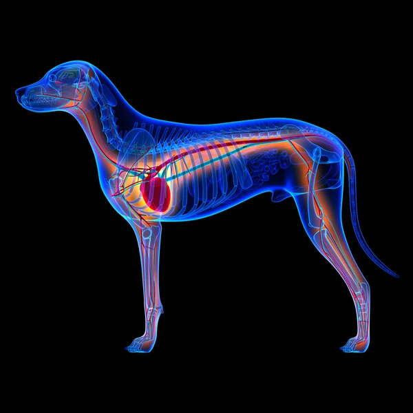 Corazón de perro - Anatomía del sistema circulatorio aislado en negro — Foto de Stock