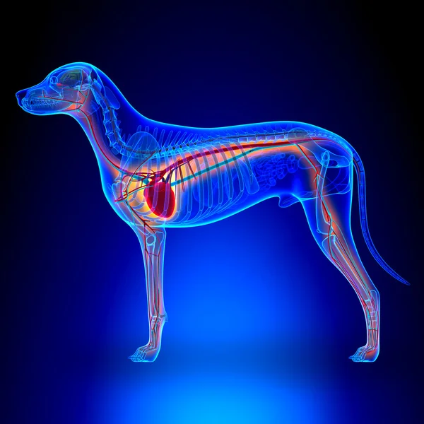 Corazón de perro - Anatomía del sistema circulatorio — Foto de Stock