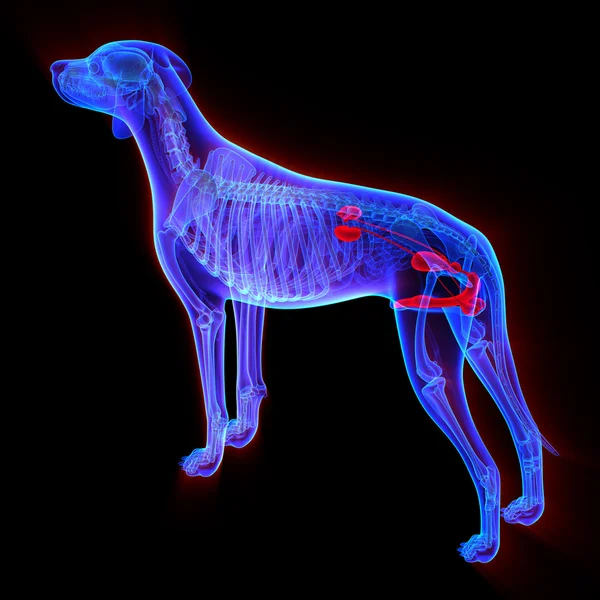 Hund urogenitales System - canis lupus familiaris Anatomie - isolieren lizenzfreie Stockfotos