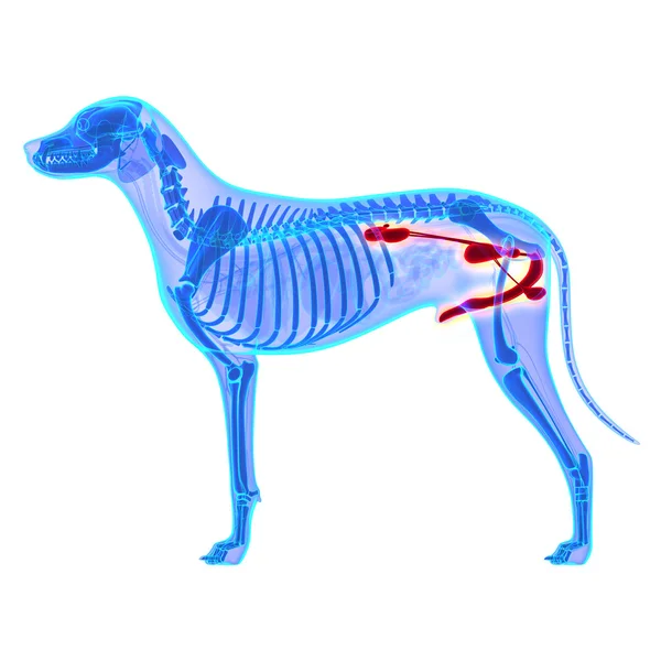 Hund urogenitales System - canis lupus familiaris Anatomie - isolieren Stockbild