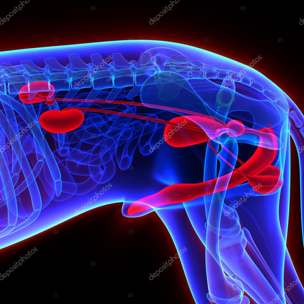 Dog Urogenital System Canis Lupus Familiaris