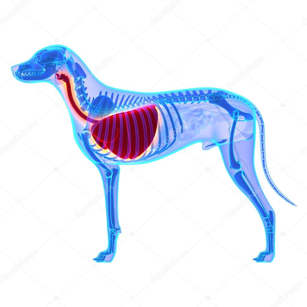 Dog Thorax Lungs Anatomy - Canis Lupus Familiaris Anatomy