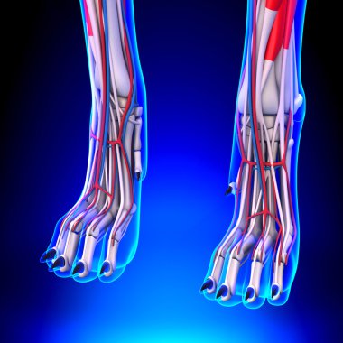 Köpek ön ayakları anatomi dolaşım sistemi ile